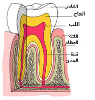تشريح